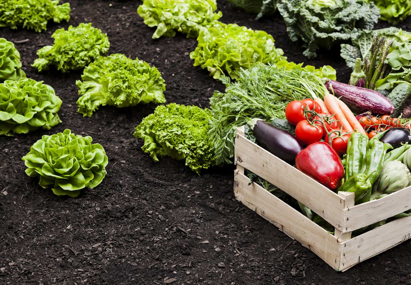 How to store your homegrown vegetables