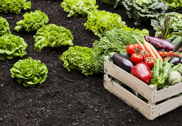 How to store your homegrown vegetables