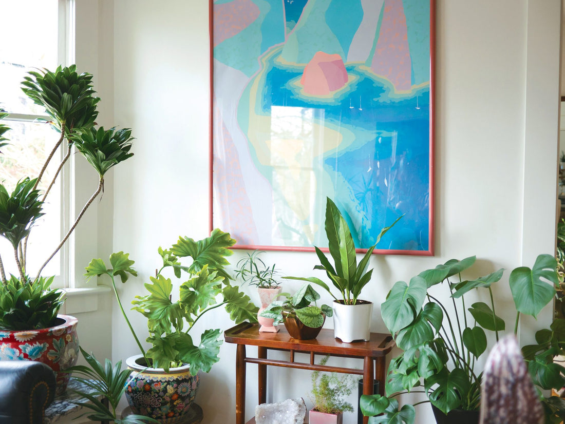 how to keep indoor plants alive, indoor plants, taking care of indoor plants