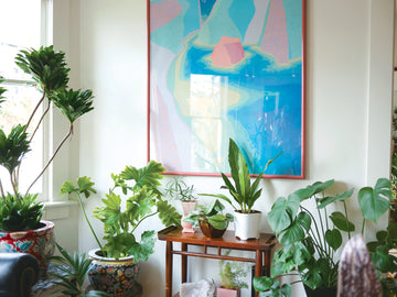 how to keep indoor plants alive, indoor plants, taking care of indoor plants